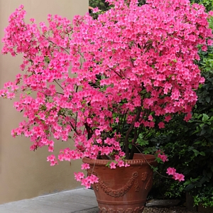 Azalea Nuccios Wild Cherry